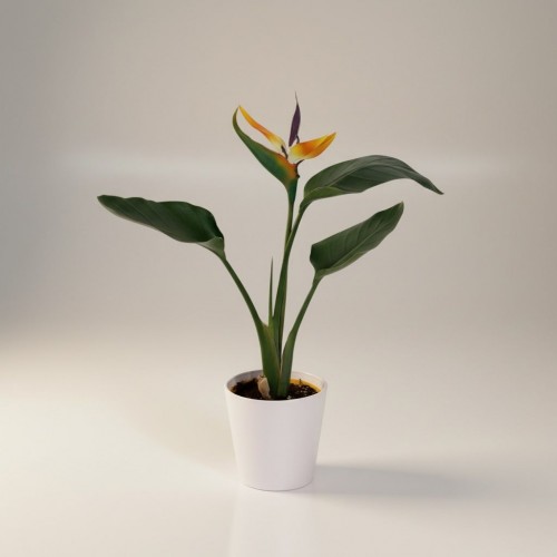 Saksıda Cennet Kuşu